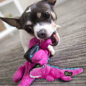 goDog Gator Squeaker Plush Dog Toy $4.90 (Reg. $7.07) - LOWEST PRICE