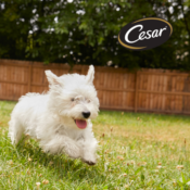 Don't Miss Out On Cesar's Take Your Dog To Work Day Lunch Deal - Lunch...