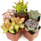 Today Only! Amazon Prime Day: 5-Pack Live Succulents Plants Live Houseplants...