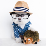 Hedgehogz Plush Dog Toy $2.66 EACH when you buy 3 (Reg. $7) - 22.6K+ FAB...
