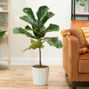 Costa Farms Fiddle Leaf Fig Tree Live Indoor Plant, 3-4 Feet Tall $34.86...
