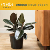 Costa Farms Live Indoor Burgundy Rubber Houseplant $26.86 Shipped Free...