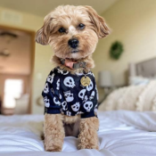 Halloween Dog Jumpsuit Skull Shirt $12.78 (Reg. $15.98) - FAB Ratings!...