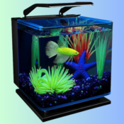 GloFish Betta Shadowbox 3-Gallon Aquarium Kit $35.99 Shipped Free (Reg....