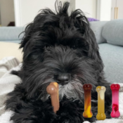 Nylabone 3-Count Small Frenzy Power Chew Variety Pack as low as $5.99 when...