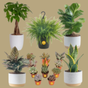 Save Up to 42% on Select Costa Farms Live Indoor Plants from $13.82 (Reg....