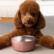 Double-Wall Stainless Steel Insulated 16-Oz Dog Bowl $9.93 (Reg. $39.95)...