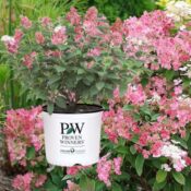 Little Quick Fire Hydrangea (Rich Pink and Creamy White) $26.97 (Reg. $35.31)...