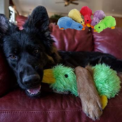 Keep your pet entertained with this Duckworth 15