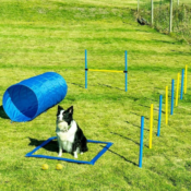 Exercise & Play Made Easy with this Dog Agility Equipment Set for just...